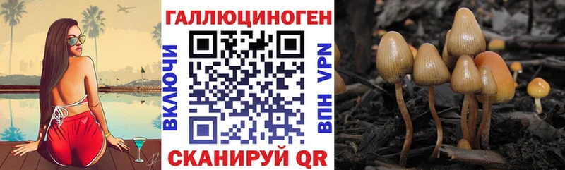 даркнет сайт  Шенкурск  Псилоцибиновые грибы мухоморы 
